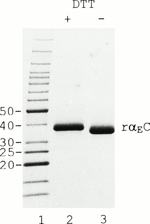 Fig. 2. rEC contains internal disulfide bridges. Recombinant EC was run under reducing (lane 2) and nonreducing (lane 3) conditions on 4% to 20% gradient SDS-PAGE. A GIBCO/BRL (Grand Island, NY) Benchmark protein ladder was used for molecular mass estimation (lane 1).