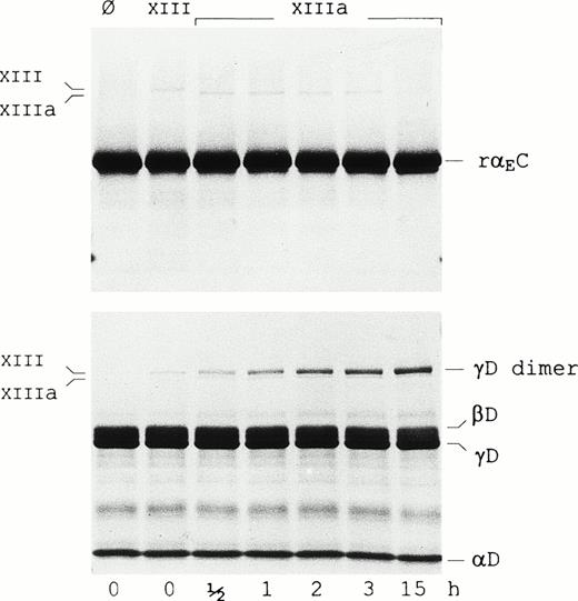 Fig. 3. Factor XIIIa does not cross-link rEC. Factor XIII-catalyzed cross-linking reactions were performed as described in Materials and Methods with either the rEC domain (upper panel) or fragment D1 (lower panel) as substrate. Lanes Ø contain substrate alone. Samples in the adjacent lane in each panel were further supplemented with nonactivated factor XIII (FXIII), whereas those in the remaining lanes were treated with thrombin-activated factor XIII (FXIIIa) and incubated for the lengths of time indicated. Samples were run on 4% to 20% gradient SDS-PAGE under reducing conditions. Positions of factor XIII, factor XIIIa, the fragment D1 subunits (D, βD, and γD) as well as the γD-dimer are indicated in the margins.