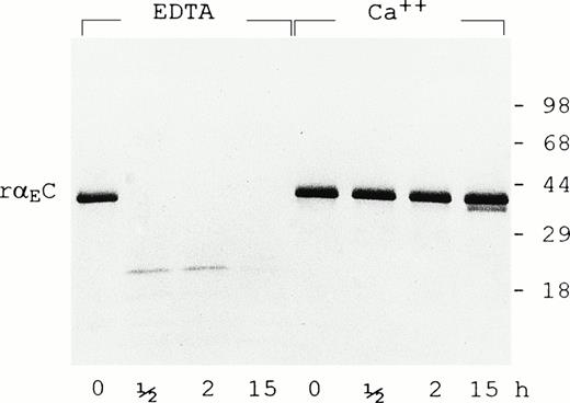 Fig. 4. Calcium protects EC domain from digestion by plasmin. Recombinant EC was digested with plasmin (0.5 U/mL) for the times indicated in the presence of either EDTA (5 mmol/L) or CaCl2 (5 mmol/L) as described in Materials and Methods. Samples were run on 4% to 20% gradient SDS-PAGE under reducing conditions.