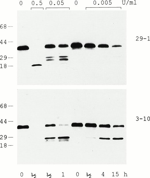 Fig. 5. Evaluation of intact rEC and its plasmic degradation products by immunoblotting. In the presence of 5 mmol/L EDTA, rEC was digested with plasmin at either 0.5, 0.05, or 0.005 U/mL for the lengths of time indicated and run on 4% to 20% gradient SDS-PAGE under reducing conditions. Western analysis was performed using two monoclonal antibodies: 29-1, which recognizes an epitope at the domain’s C-terminus, and 3-10, which recognizes an epitope downstream in the N-terminal third of EC.