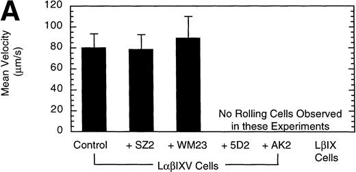 Fig. 3. Effect of MoAbs on LβIXV cell rolling. Before introduction into the parallel plate flow chamber, LβIXV cells were incubated with one of four MoAbs: SZ2 (anti-GP Ib), WM23 (anti-GP Ib), 5D2 (anti-vWF), or AK2 (anti-GP Ib). The mean velocity (A) was calculated on a digital image processing system using 1-second maximization images. The number of rolling cells (B) was determined by counting the total number of cells rolling on the vWF surface in a single field of view over a 4-minute flow period. During experimental runs, the entire system was maintained at 37°C. Dulbecco’s PBS was pumped through the chamber at a constant flow rate, producing a constant shear stress of 10 dyn/cm2. Values are the mean ± SEM, n = 3.