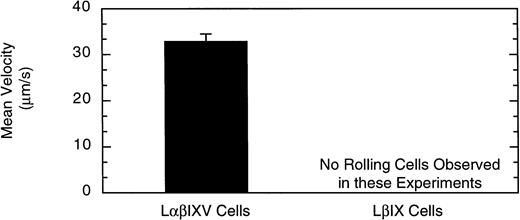 Fig. 4. Shear-dependent cell tethering and rolling. The velocity of cells that tethered and rolled on the vWF surface was determined at a wall shear stress of 2 dyn/cm2. Over a 5-minute flow period, LβIXV cells tethered to the vWF surface and rolled maintaining continuous surface contact. In contrast, LβIX cells did not tether and roll on the vWF surface. Values are the mean ± SEM, n = 3 to 4.