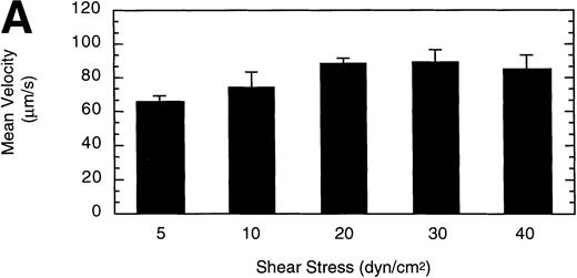 Fig. 6. Influence of shear stress on LβIXV cell rolling. The mean velocity (A) and the total number (B) of rolling cells were determined at wall shear stresses ranging from 5 to 40 dyn/cm2. Values are the mean ± SEM, n = 3 to 6. *Differences between means are statistically significant, P < .05.