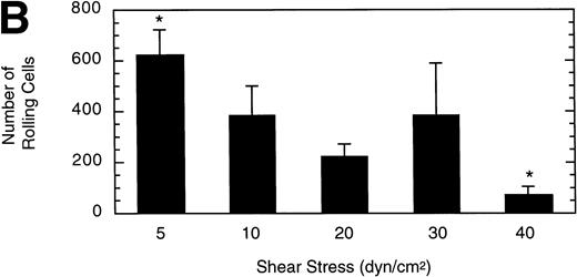 Fig. 6. Influence of shear stress on LβIXV cell rolling. The mean velocity (A) and the total number (B) of rolling cells were determined at wall shear stresses ranging from 5 to 40 dyn/cm2. Values are the mean ± SEM, n = 3 to 6. *Differences between means are statistically significant, P < .05.