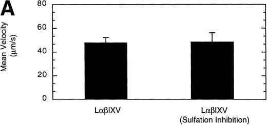Fig. 12. Effect of sulfation of the tyrosine residues within the GP Ib subunit. The mean velocity (A) and the total number (B) of rolling cells were determined at a wall shear stress of 10 dyn/cm2. Sulfation inhibition experiments were completed using LβIXV cells grown in complete or sulfate-depleted media. Values are the mean ± SEM, n = 4. *Differences between means are statistically significant,P < .05.