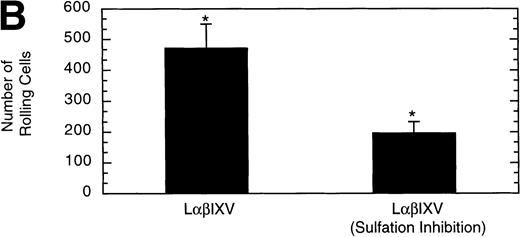 Fig. 12. Effect of sulfation of the tyrosine residues within the GP Ib subunit. The mean velocity (A) and the total number (B) of rolling cells were determined at a wall shear stress of 10 dyn/cm2. Sulfation inhibition experiments were completed using LβIXV cells grown in complete or sulfate-depleted media. Values are the mean ± SEM, n = 4. *Differences between means are statistically significant,P < .05.