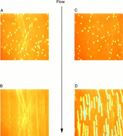 Fig. 2. Video images of L-cell rolling on purified vWF at a wall shear stress of 10 dyn/cm2. Images were created using a digital image processing system to snap frames of previously recorded experiments. LβIX cells (A) and LβIXV cells (C) were introduced into the chamber and allowed to incubate for 1 minute before the initiation of flow. After 30 seconds of flow, LβIX cells (B) had been swept away from the vWF surface, whereas LβIXV cells (D) rolled maintaining continuous surface contact. Images of rolling cells were created by snapping 30 frames per second and overlapping all 30 frames.