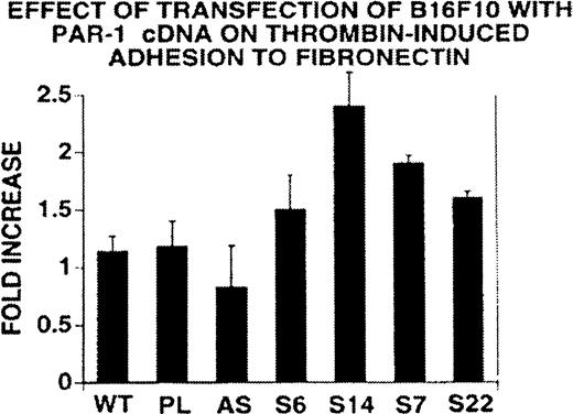 Fig. 5. Adhesion of transfected B16F10 cells to fibronectin. Tumor cells were treated with thrombin (0.5 U/mL). Bars refer to the mean ± SD of six to eight experiments performed in triplicate. WT, wild-type; PL, mock transfection with empty plasmid; AS12, antisense transfectant; S6-S22, sense transfectants. Difference between mock transfection and sense transfectants were significant at the P< .004 to .04 level (Student’s t-test).