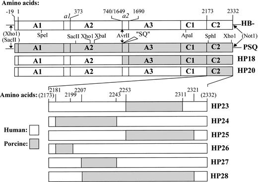 Fig. 1. Recombinant FVIII constructs. Amino acid numbering refers to mature, full-length human FVIII.39 The parent human B-domainless FVIII construct (HB−) lacks residues 741-1648. Porcine B-domain deficient FVIII (PSQ) contains a 14-residue sequence (SQ) corresponding to Ser741-Asn745, Pro1640-Arg1648 in human FVIII, instead of the B domain. Shaded regions correspond to areas of porcine substitution. In constructs HP23-HP28, these boundaries are defined by amino acid residues of human-porcine nonidentity at amino acid residues 2181, 2199, 2207, 2243, 2253, 2311, and 2321.