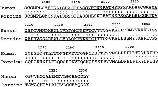 Fig. 4. Sequence alignment of the C2 domains of human and porcine FVIII. The region containing the C2 epitope identified in this study is underlined.