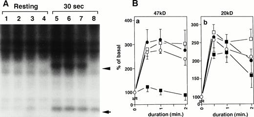 Fig. 5. Effects of DCB, bepridil, or Ro31-8220 on protein phosphorylation evoked by thrombin. Washed platelets (3 × 105 /μL) labeled with 32P were stimulated with (A, lanes 5 to 8) or without (A, lanes 1 to 4) 0.1 U/mL thrombin in the absence (A, lanes 1, 5; B, ○) or the presence of 10 μmol/L DCB (A, lanes 2, 6; B, •), 80 μmol/L bepridil (A: lanes 3, 7; B, □) or 4 μmol/L Ro31-8220 (A, lanes 4, 8; B, ▪) for indicated duration. The platelets were lysed and proteins were separated by 7.5% SDS-PAGE. (A) Autoradiography is shown (arrow head, pleckstrin; arrow, MLC). (B) Relative quantification of the extent of phosphorylation of 47-kD and 20-kD proteins was performed using Bioimage analyzer and normalized to a 100 % value for phosphorylation before thrombin-stimulation. Results are the mean ± SD from three separate experiments.