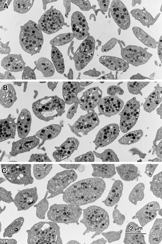 Fig. 7. Effects of DCB or bepridil on morphological changes in intact platelets. Washed platelets (5 × 105/μL) were suspended in modified Tyrode Hepes buffer containing 1 mmol/L CaCl2 and mixed with 0.1 % DMSO (A), 10 μmol/L DCB (B), or 80 μmol/L bepridil. After 15 minutes of incubation, equal volume of 4 % glutaraldehyde containing phosphate buffer was added to each aliquot. Electron microscopic analysis was performed as described in Materials and Methods.