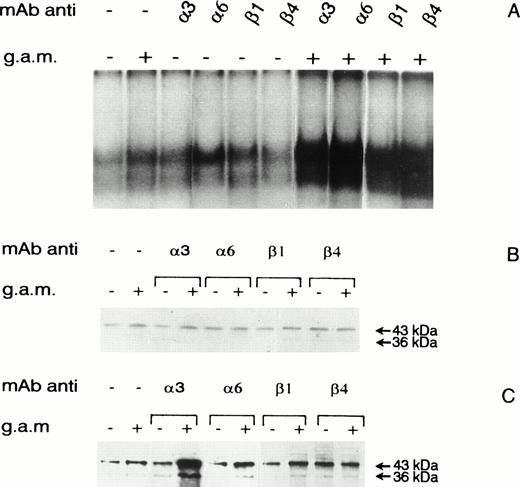 Fig. 4. NF-κB binding activity and NF-IL6 phosphorylation in TEC untreated and treated with anti-3, -6, -β1, and -β4 MoAbs in the presence or absence of cross-linking. (A) NF-κB binding activity of nuclear extracts (6 μg) prepared from TEC untreated or treated for 3 hours with the various MoAbs at 5 μg/mL. When indicated, bound MoAbs were cross-linked by the addition of F(ab)2 GAM at 10 μg/mL for 2 hours. (B and C) PAGE analysis of NF-IL6 phosphorylation and isoform composition in nuclear extracts prepared from 14C-leucine–labeled TEC untreated or treated as previously mentioned. (B) Immunoblotting of nuclear lysate (20 μg) probed with anti–NF-IL6 antiserum. (C) Immunoblotting of nuclear NF-IL6 immunoprecipitates (103 cpm/lane) probed with antiphosphoserine MoAbs. Arrowheads indicate the positions of proteins with apparent molecular weight of 36 and 43 kD. Sections of gels are shown. Results shown are representative of three experiments performed independently by using TEC and thymocytes derived from different donors.