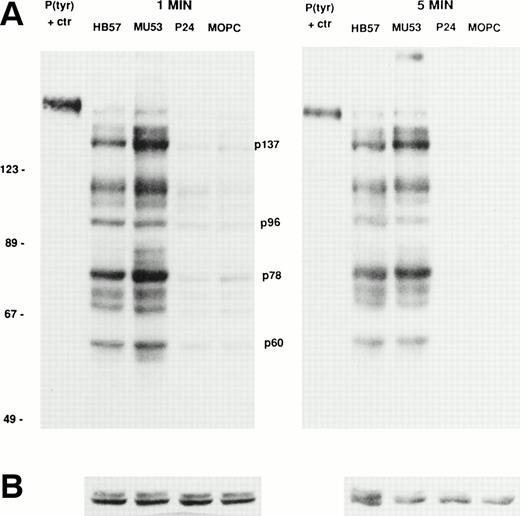 Fig. 5. Relative capacity of MoAb with high, intermediate, and low affinity for mIgM (Cμ2) to induce early protein tyrosine phosphorylation in Ramos B cells. Cells were incubated with high-affinity MoAb HB57, intermediate-affinity MoAb Mu53, low-affinity MoAb P24, or isotype control MOPC-21 at a concentration of 100 μg/mL (MoAb:cell ratio = 5 μg/105 cells) for 1 or 5 minutes before preparation of lysates and (A) analysis of lysates (20 μg protein) for tyrosine-phosphorylated proteins by SDS-PAGE, Western blotting with HRP-conjugated anti-P(tyr) Ab, and ECL, as described in Materials and Methods. A P(tyr)-positive control lysate (1:20 dilution) was run on both the 1- and 5-minutes lysate gels. The position of MW standards is shown on the left as approximate kilodaltons. The position and designation of several P(tyr) proteins that were densitometrically analyzed (as in Fig 6) is shown in the center as p137, p96, p78, and p60. (B) Blots were stripped and reanalyzed by Western blotting with rabbit anticatalase and HRP-conjugated goat antirabbit IgG and ECL, as described in Materials and Methods, as a control for the amount of loaded protein.