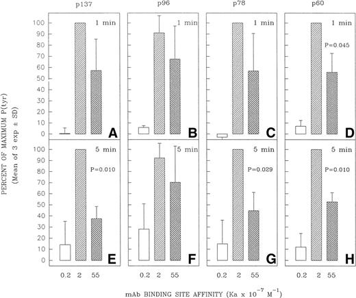 Fig. 6. Effect of anti-IgM MoAb affinity on potential to induce tyrosine phosphorylation of proteins designated as p137, p96, p78, and p60. Ramos B cells were stimulated for 1 or 5 minutes with the affinity-diverse anti-IgM MoAbs and the lysates analyzed as in Fig 5. The designated protein bands in the antiphosphotyrosine blots (eg, Fig5) were densitometrically analyzed as detailed in Materials and Methods. The results are expressed as the percentage of the maximal anti-IgM–induced protein tyrosine phosphorylation observed for each protein at a given time point. The mean ± SD of the percentage of maximum values for three separate experiments is shown. The paired Student’s t-test was used to evaluate whether the level of tyrosine phosphorylation of a given protein induced by MoAb HB57 (Ka = 55 × 107 mol/L−1) was significantly different from that induced by MoAb Mu53 (Ka = 2 × 107mol/L−1). P (probability) values that approached or were less than P = .05 are indicated above the bars representing the response to MoAb HB57.