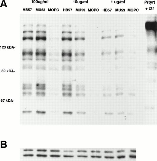 Fig. 10. Protein tyrosine phosphorylation in Ramos B cells after 1 minute of incubation with various concentrations of high- or intermediate-affinity anti-IgM. Ramos cells were incubated for 1 minute with the indicated concentrations of high-affinity MoAb HB57, intermediate-affinity MoAb Mu53, or isotype control MOPC-21 (100 μg/mL = MoAb:cell ratio of 5 μg/105 cells; 10 μg/mL = 0.5 μg/105 cells; 1 μg/mL = 0.05 μg/105 cells). (A) Tyrosine-phosphorylated protein was assayed as described in Fig 5, with the exception that 5 μg of lysate was loaded per lane. (B) Blots were stripped and reblotted with anticatalase as described in Fig 5.