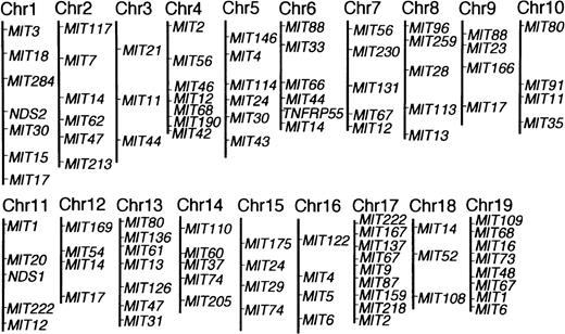 Fig. 1. Polymorphic microsatellite markers used in this study. Linkage relationships for the 103 polymorphic markers were determined by analysis of 140 (NZW x B10.NZW) F1 x B10.NZW backcross mice. Genetic maps for each chromosome were prepared using MAPMAKER/EXP.
