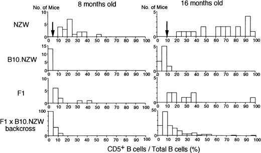 Fig. 2. Histograms of proportions of CD5+B (B-1) cells in total peripheral B cells in NZW, B10.NZW, (NZW x B10.NZW) F1 and (NZW x B10.NZW) F1 x B10.NZW backcross mice at 8 and 16 months of age. Cut-off point used in χ2 test is indicated by an arrow.