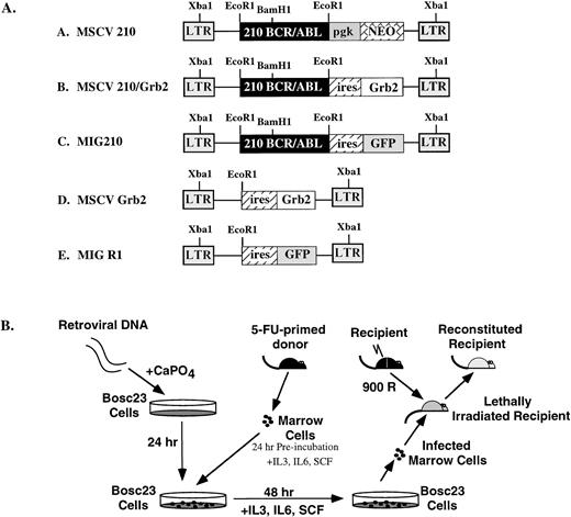 Fig. 1. (A) Structure of the retroviral vectors used to transduce murine bone marrow. The LTRs and vector backbone for all constructs was MSCV2.2. The EcoRI and Xba I restriction enzyme sites used for determining proviral integration are indicated. (B) Protocol for retroviral transduction of FU-treated bone marrow and subsequent reconstitution. During the 48-hour cocultivation, retroviral supernatants were added to the media (1 mL every 24 hours) or cells were transduced by spin infection without cocultivation (see Materials and Methods).