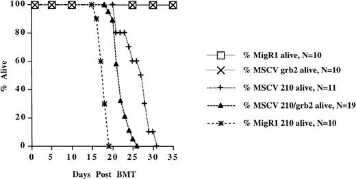 Fig. 2. Survival of mice receiving transduced bone marrow cells. The survival data are cumulative from two separate experiments for all retroviral constructs, except MSCV 210, which are from one experiment.