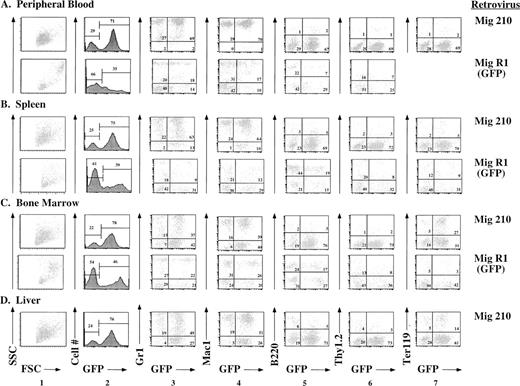 Fig. 5. Immunophenotypes of cells obtained from peripheral blood, spleen, bone marrow, and liver of mice receiving either P210 (Mig210) or control (MigR1) bone marrow cells. Mig210 expresses both P210 bcr/abl and GFP, whereas MigR1 expresses only GFP. GFP fluoresces in the FL1 channel. The lineage-specific antibodies (Gr1, Mac1, B220, Thy1.2, and Ter119) were directly or indirectly labeled with PE and fluoresce in the FL2 channel. Hematopoietic cells were not present in the livers of mice receiving MigR1. Ter119 staining was not performed on the cells derived from MigR1 peripheral blood. The Mig210 data were obtained from mouse BB12 and are a representative Mig210 phenotype. The MigR1 data were obtained from mouse FF4 and are a representative MigR1 phenotype.