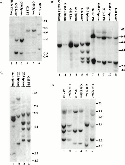 Fig. 6. Proviral integration in P210 mice. (A through D) Tissues from mice receiving MSCV 210/grb2. (E) Tissues from mice receiving MSCV 210. (F) Tissues from mice receiving Mig210. All DNA preparations were digested with EcoRI except for lanes 1 and 3 in (F), which were digested with BamHI, which also cleaves once in the provirus. Digestion with Xba I showed the presence of intact proviral DNA for all samples (not shown). All samples are from primary mice and labeled with the tissue from which the DNA was derived, except for the following in (B): lane 2, G46A1 spleen-secondary recipient of spleen cells from G46, this mouse developed the myeloproliferative disease; lane 1, G46A1B2 spleen: recipient of spleen cells from G46A1, this mouse developed T-ALL; lanes 9 and 10, G41A1 spleen and peripheral blood, G41A2 spleen, and G41A3 peripheral blood: recipient of spleen cells from G41; these mice developed the myeloproliferative disease. Abbreviations: PB, peripheral blood; B, BamHI; R1,EcoRI. Sizes of the λ HindIII marker are shown.