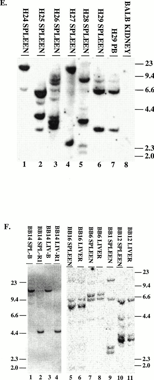 Fig. 6. Proviral integration in P210 mice. (A through D) Tissues from mice receiving MSCV 210/grb2. (E) Tissues from mice receiving MSCV 210. (F) Tissues from mice receiving Mig210. All DNA preparations were digested with EcoRI except for lanes 1 and 3 in (F), which were digested with BamHI, which also cleaves once in the provirus. Digestion with Xba I showed the presence of intact proviral DNA for all samples (not shown). All samples are from primary mice and labeled with the tissue from which the DNA was derived, except for the following in (B): lane 2, G46A1 spleen-secondary recipient of spleen cells from G46, this mouse developed the myeloproliferative disease; lane 1, G46A1B2 spleen: recipient of spleen cells from G46A1, this mouse developed T-ALL; lanes 9 and 10, G41A1 spleen and peripheral blood, G41A2 spleen, and G41A3 peripheral blood: recipient of spleen cells from G41; these mice developed the myeloproliferative disease. Abbreviations: PB, peripheral blood; B, BamHI; R1,EcoRI. Sizes of the λ HindIII marker are shown.