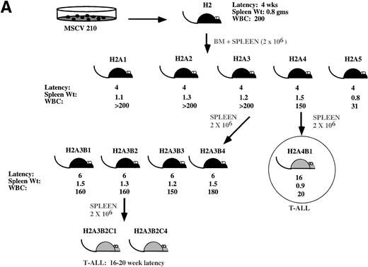Fig. 7. Development of blast transformation after serial passage. (A) Cartoon showing disease development in recipients of cells from serial passage. Secondary recipients (A1 through 5) received a 1:1 mixture of spleen and bone marrow cells from mouse H2. Spleen or bone marrow cells were transferred to tertiary recipients. Only mice receiving the spleen cells developed the myeloproliferative disease. All mice receiving bone marrow cells developed T-cell lymphomas with characteristics similar to H2A4B1. Cells derived from the spleen of tertiary recipients that developed the myeloproliferative disease were transferred to quaternary recipients. All of these mice developed T-cell lymphomas. (B) Proviral integration pattern shows a common single proviral integration site in all H2 mice. Lanes 1 and 2 are from primary mice. Lanes 3 through 8 are from secondary mice. (C) Both the myeloproliferative disease and T-cell lymphomas show an identical proviral integration pattern. Lanes 2 through 4 are derived from T-ALL. Lanes 5 through 7 are secondary and tertiary recipients. (D) Tissues from the H2 mice show the presence of an intact integrated provirus. For (B) and (C), genomic DNA was digested with EcoRI and genomic DNA shown in (D) was digested with Xba I. The blots were hybridized with the cDNA expressing the neomycin resistance gene.