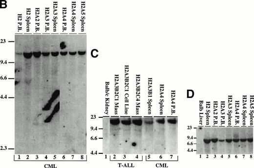 Fig. 7. Development of blast transformation after serial passage. (A) Cartoon showing disease development in recipients of cells from serial passage. Secondary recipients (A1 through 5) received a 1:1 mixture of spleen and bone marrow cells from mouse H2. Spleen or bone marrow cells were transferred to tertiary recipients. Only mice receiving the spleen cells developed the myeloproliferative disease. All mice receiving bone marrow cells developed T-cell lymphomas with characteristics similar to H2A4B1. Cells derived from the spleen of tertiary recipients that developed the myeloproliferative disease were transferred to quaternary recipients. All of these mice developed T-cell lymphomas. (B) Proviral integration pattern shows a common single proviral integration site in all H2 mice. Lanes 1 and 2 are from primary mice. Lanes 3 through 8 are from secondary mice. (C) Both the myeloproliferative disease and T-cell lymphomas show an identical proviral integration pattern. Lanes 2 through 4 are derived from T-ALL. Lanes 5 through 7 are secondary and tertiary recipients. (D) Tissues from the H2 mice show the presence of an intact integrated provirus. For (B) and (C), genomic DNA was digested with EcoRI and genomic DNA shown in (D) was digested with Xba I. The blots were hybridized with the cDNA expressing the neomycin resistance gene.
