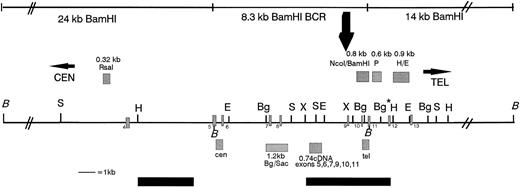 Fig. 1. Restriction map of the MLL BCR showing the location of the MLL probes used in this study, the in vivo topo II cleavage site, and the DNA damaging agent cleavage site (large black arrow above the map). Above the map and indicated as grey hatched boxes are the genomic probes from left to right: the 0.32-kb Rsa I DNA fragment, the 0.8-kb Nco I/BamHI DNA fragment, the 0.6-kb P DNA fragment, and the 0.9-kb H/E DNA fragment. Below the map are the PCR probes: the cen 0.48-kb DNA fragment, the 1.2-kbBgl II/Sac I DNA fragment, the 0.74-kb cDNA, and the tel 0.385-kb DNA fragment. Restriction enzyme sites are indicated along the black line showing the MLL BCR and regions centromeric and telomeric to the BCR. BamHI (B) DNA fragments covering 42 kb (black lines indicated above the map), including the centromeric 24-kb fragment, the 8.3-kb BCR DNA fragment, and the 14-kb telomeric DNA fragment, were analyzed for in vivo cleavage of topo II by hybridizing the 0.32-kb Rsa I, the 0.74-kb cDNA, the tel, and the 0.6-kb P probes to BamHI digestions of etoposide-treated cells. Only the 8.3-kb BCR DNA fragment in BV173 cells was analyzed for cleavage using the DNA damaging agents aclarubicin and N-Methylformamide. Black bars below the map are the weak centromeric and strong telomeric SARs.30 Numbered exons are represented as grey hatched rectangles on the map. The restriction map is not drawn to scale centromeric or telomeric to the double thick black diagonal lines (//). Restriction enzymes are noted on the map as follows: B, BamHI; S, Sac I; H,HindIII; E, EcoRI; Bg, Bgl II; X, XbaI. Note that the Bg* enzyme restriction site is polymorphic in BV173 cells.