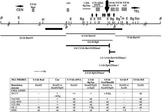 Fig. 3. A DNase I HS site maps near exon 9 in the MLLBCR. Restriction map of the MLL BCR and adjacent regions are represented. Exons, SARs, and restriction enzymes are the same as in Fig 1. The restriction map is not drawn to scale centromeric or telomeric to the double thick black diagonal lines (//). The large black arrow above the map represents the strong DNase I cleavage site near exon 9. Probes are represented as grey hatched boxes above the map, and the 7 small black arrows above the map represent potential topo II in vivo cleavage sites identified by computer analysis.30 Thin black lines below the map identify germline fragments that hybridize with the probes above. Thick lines below the map represent the new DNase I fragments that are only observed after DNase I digestion. Note that only BamHI andBgl II germline (thin lines) and DNase I (thick lines) fragments are represented below the restriction digest map to show examples of our results. The table below the map represents a summary of the DNA restriction digests, the gene probes, and DNase I HS results correlated with the MLL map. The two top rows for each set of results correspond to the probes hybridized (in bold) to DNA isolated from DNase I–treated nuclei and digested with particular enzymes (second row, or otherwise indicated). Restriction enzymes:BamHI (B), Bgl II (Bg), EcoRI (E), NcoI, and Pst I. Results are indicated as + for the presence of DNase I HS, − for negative for DNase I HS, and nd for not determined.