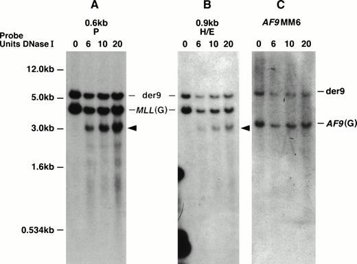 Fig. 5. MM6 DNA Southern blot showing the MLL DNase I HS site on the normal 11 chromosomes. Southern blot representingEcoRI-digested DNA from DNase I–treated (DNase I units used indicated directly above panels) MM6 whole nuclei was hybridized independently with three DNA probes (indicated above each panel). The 1-kb plasmid marker is shown to the left of (A) and also correlates with hybridizations in (B) and (C). (A) The top 6.0-kb DNA band hybridizing with the MLL 0.6-kb P probe represents the der (9) and is observed in all DNA lanes. The middle MLL 4.5-kb germline (G) DNA band is seen in all DNA lanes. A new 3.2-kbEcoRI/DNase I DNA fragment is only observed in DNase I–treated whole nuclei (arrow). (B) The top 6.0-kb DNA band hybridizing with theMLL 0.9-kb HindIII/EcoRI DNA probe represents the der(9) and is observed in all DNA lanes. The middle MLL4.5-kb germline (G) DNA band is seen in all DNA lanes. A new 3.2-kbEcoRI/DNase I DNA fragment is only observed in DNase I–treated whole nuclei (arrow). This is the same DNA fragment to which the 0.6-kb P probe hybridizes. (C) The top 6.0-kb DNA band hybridizing with theAF9MM6 probe represents the der (9) and is observed in all DNA lanes. The 3.4-kb DNA band represents the AF9 germline (G) region containing the MM6 deletion breakpoint region and is also observed in all DNA lanes.