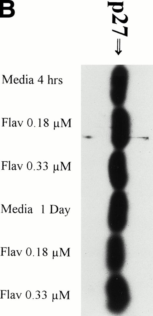 Fig. 4. (A) Expression of bcl-2 protein in human CLL cells at 4 and 24 hours after incubation with medium or 0.18 μmol/L of flavopiridol. The cells were obtained from CLL patients after obtaining informed consent, isolated, and cultured at 5 × 106/mL in medium or flavopiridol (0.18 μmol/L). Cell lysates were prepared and protein concentration was quantified using the BCA method (Pierce). Two micrograms of protein/lane from the CLL cell lysates was loaded onto a 10% sodium dodecyl sulfate-polyacrylamide gel electrophoresis (SDS-PAGE) gel and electrophoresed. Bcl-2 protein was detected using an anti–bcl-2 monoclonal antibody (Dako). Lane equivalent loading was certified by assessment with Fast Green Staining (not shown). (B) Expression of p27 protein in human CLL cells at 4 and 24 hours after incubation with medium or 0.18 and 0.33 μmol/L of flavopiridol. The cells were obtained from CLL patients after obtaining informed consent, isolated, and cultured at 5 × 106/mL in medium or flavopiridol (0.18 or 0.33 μmol/L). Cell lysates were prepared and protein concentration was quantified using the BCA method (Pierce). Five micrograms of protein/lane from the CLL cell lysates was loaded on a 10% SDS-PAGE gel and electrophoresed. The p27 protein was detected using an anti-p27 polyclonal antibody (Oncogene). Lane equivalent loading was certified by assessment with Fast Green Staining (not shown).