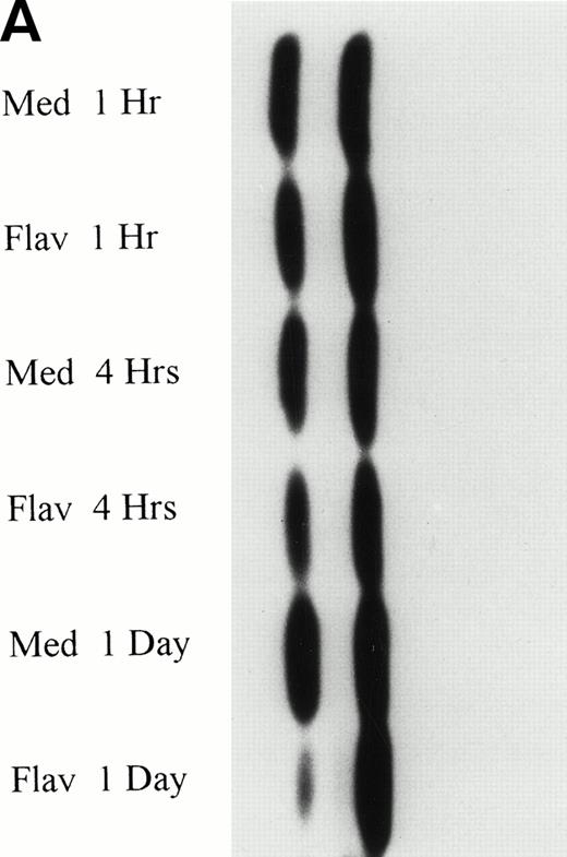 Fig. 6. (A) Expression of p53 protein in human CLL cells at 1, 4, and 24 hours after incubation with medium or 0.18 μmol/L of flavopiridol. The cells were obtained from CLL patients after obtaining informed consent, isolated, and cultured at 5 × 106/mL in medium or 0.18 μmol/L of flavopiridol. Cell lysates were prepared and protein concentration was quantified using the BCA method (Pierce). Twenty-five micrograms of protein/lane from the CLL cell lysates was loaded onto a 10% SDS-PAGE gel and electrophoresed. The p53 protein (identified by an arrow) was detected using an anti-p53 monoclonal antibody (Oncogene). (B) To assess for equal lane loading, gel 6A was reprobed with antiactin polyclonal antibody (Santa Cruz), as depicted. Equal lane loading was also confirmed using Fast Green Staining (not shown).