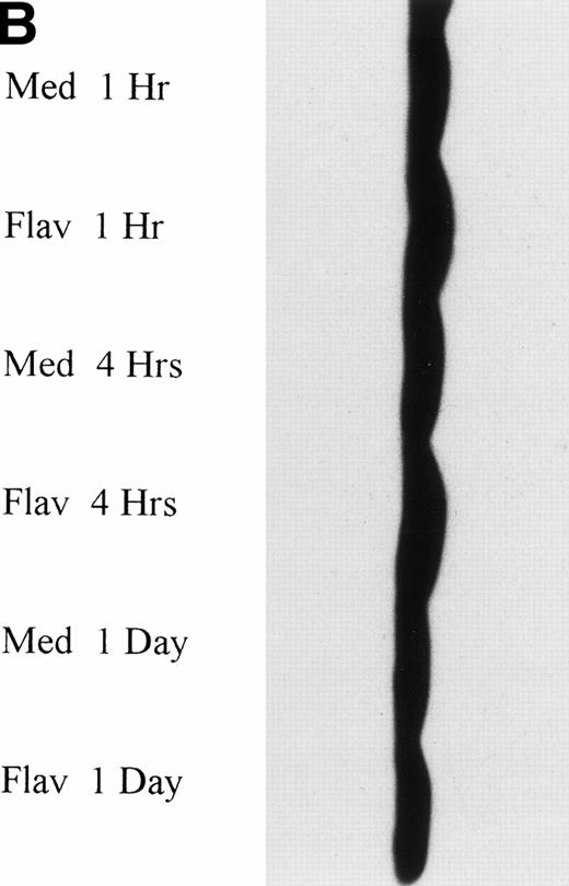 Fig. 6. (A) Expression of p53 protein in human CLL cells at 1, 4, and 24 hours after incubation with medium or 0.18 μmol/L of flavopiridol. The cells were obtained from CLL patients after obtaining informed consent, isolated, and cultured at 5 × 106/mL in medium or 0.18 μmol/L of flavopiridol. Cell lysates were prepared and protein concentration was quantified using the BCA method (Pierce). Twenty-five micrograms of protein/lane from the CLL cell lysates was loaded onto a 10% SDS-PAGE gel and electrophoresed. The p53 protein (identified by an arrow) was detected using an anti-p53 monoclonal antibody (Oncogene). (B) To assess for equal lane loading, gel 6A was reprobed with antiactin polyclonal antibody (Santa Cruz), as depicted. Equal lane loading was also confirmed using Fast Green Staining (not shown).