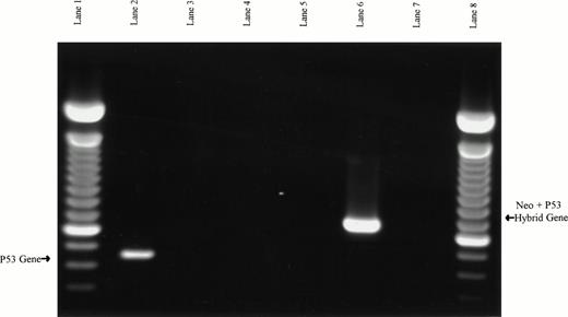 Fig. 7. PCR-based verification of murine splenocyte genotypes. Samples in lanes 2, 3, and 4 used the p53 exon 5 (W5′) and exon 7 (W3′) primers to assay for the presence of wild-type p53 PCR product. Samples in lanes 5, 6, and 7 used neo primers (M5′) and the p53 exon 7 reverse primers (W3′) to assay for a hybrid neo/p53 product expected in the p53 null mice. Murine wild-type DNA was used as PCR template in lanes 2 and 5, murine p53 null DNA was used in lanes 3 and 6, and no DNA templates were used in lanes 4 and 7 (negative controls). The expected p53 product from wild-type DNA is present in lane 2, and the expected neo/p53 hybrid product from p53 null DNA is present in lane 6. Lanes 1 and 8 are 100-bp ladders.