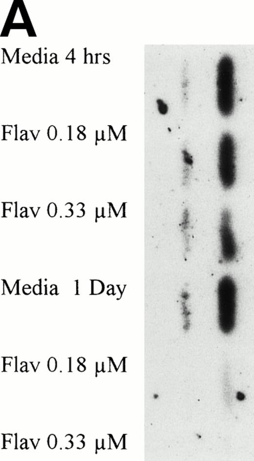 Fig. 10. (A) Expression of caspase-3 zymogen protein (32 kD) in human CLL cells at 4 and 24 hours after incubation with medium alone or 0.18 or 0.33 μmol/L of flavopiridol. The cells were obtained from CLL patients after obtaining informed consent, isolated, and cultured at 5 × 106/mL in medium or flavopiridol (0.18 or 0.33 μmol/L). Cell lysates were prepared and protein concentration was quantified using the BCA method (Pierce). Fifteen micrograms of protein/lane from the CLL cell lysates was loaded onto a 14% SDS-PAGE gel and electrophoresed. The caspase-3 protein was detected using an anti–caspase-3 polyclonal antibody (Santa Cruz). Lane equivalent loading was certified by assessment with Fast Green Staining (not shown). (B) Expression of caspase-3 zymogen protein (32 kD; identified by a solid arrow) and cleavage product (20 kD; identified by an open arrow) in human CLL cells at 4 and 24 hours after incubation with medium alone or 0.18 or 0.33 μmol/L of flavopiridol. The cells were obtained from CLL patients after obtaining informed consent, isolated, and cultured at 5 × 106/mL in medium alone or 0.18 or 0.33 μmol/L of flavopiridol. Cell lysates were prepared and protein concentration was quantified using the BCA method (Pierce). Seventy-five micrograms of protein/lane from the CLL cell lysates was loaded onto a 14% SDS-PAGE gel and electrophoresed. The caspase-3 protein was detected using an anti–caspase-3 polyclonal antibody (Santa Cruz). Overexposure of the nitrocellulose gel was necessary due to the instability of the cleavage product. Lane equivalent loading was certified by assessment with Fast Green Staining (not shown).
