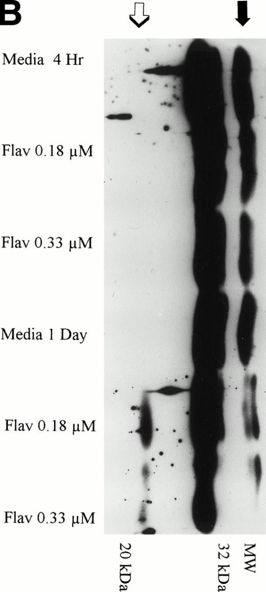Fig. 10. (A) Expression of caspase-3 zymogen protein (32 kD) in human CLL cells at 4 and 24 hours after incubation with medium alone or 0.18 or 0.33 μmol/L of flavopiridol. The cells were obtained from CLL patients after obtaining informed consent, isolated, and cultured at 5 × 106/mL in medium or flavopiridol (0.18 or 0.33 μmol/L). Cell lysates were prepared and protein concentration was quantified using the BCA method (Pierce). Fifteen micrograms of protein/lane from the CLL cell lysates was loaded onto a 14% SDS-PAGE gel and electrophoresed. The caspase-3 protein was detected using an anti–caspase-3 polyclonal antibody (Santa Cruz). Lane equivalent loading was certified by assessment with Fast Green Staining (not shown). (B) Expression of caspase-3 zymogen protein (32 kD; identified by a solid arrow) and cleavage product (20 kD; identified by an open arrow) in human CLL cells at 4 and 24 hours after incubation with medium alone or 0.18 or 0.33 μmol/L of flavopiridol. The cells were obtained from CLL patients after obtaining informed consent, isolated, and cultured at 5 × 106/mL in medium alone or 0.18 or 0.33 μmol/L of flavopiridol. Cell lysates were prepared and protein concentration was quantified using the BCA method (Pierce). Seventy-five micrograms of protein/lane from the CLL cell lysates was loaded onto a 14% SDS-PAGE gel and electrophoresed. The caspase-3 protein was detected using an anti–caspase-3 polyclonal antibody (Santa Cruz). Overexposure of the nitrocellulose gel was necessary due to the instability of the cleavage product. Lane equivalent loading was certified by assessment with Fast Green Staining (not shown).