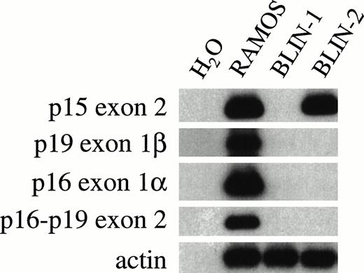 Fig. 10. Status of INK4 locus genes in BLIN-2. DNA was isolated from RAMOS, BLIN-1, and BLIN-2 using TRI reagent and amplified with primers specific for various INK4 locus exons, as described in Materials and Methods. BLIN-2 was separated from BM stromal cells by FACS sorting before DNA isolation. The RAMOS Burkitt lymphoma cell line served as a positive control for amplification of all INK4 locus genes.