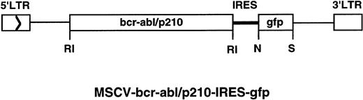 Fig. 1. The retrovirus construct used to transduce thebcr-abl/p210 and gfp genes. The construct MSCV-bcr-abl/p210-IRES-gfp was made as described in Material and Methods. LTR, long terminal repeat. Enzyme abbreviations: RI,EcoRI; N, Nco I; S, Sal I.