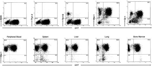 Fig. 4. Immunophenotyping of leukemic cells from Bcr-Abl–BMT mice by flow cytometry. Two-parameter dot-plots show expression of lineage-specific antigens versus GFP as indicated. (Top panel) The expression of B220, Thy1.2, Ter119, Mac-1, and Gr-1 versus GFP, as indicated, in the peripheral WBCs from a primary Bcr-Abl–BMT mouse with the myeloproliferative disorder. (Bottom panel) The expression of Mac-1 versus GFP in the peripheral WBCs, spleen, liver, lung, and bone marrow from a secondary Bcr-Abl–BMT mouse with the myeloproliferative disorder.