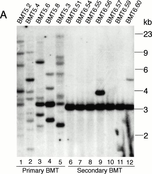 Fig. 5. Analysis of MSCV-bcr-abl/p210-IRES-gfp proviral integration in Bcr-Abl–BMT mice. The genomic DNA isolated from peripheral WBCs or tissues of the Bcr-Abl–BMT mice was analyzed by Southern blot with 32P-labeled IRES-gfp sequences (A, B, and D) or a 1.2-kb SgrAI-Bgl II fragment from the 3′ end of the human c-abl cDNA (C) as a probe. (A) Peripheral WBCs of 5 primary Bcr-Abl–BMT (lanes 1 through 5) and 7 secondary recipient mice (lanes 6 through 12) transplanted with bone marrow cells of BMT5.3 (lane 5). (B) Peripheral WBCs of the primary Bcr-Abl–BMT mouse, BMT 5.2 (lane 1), and its secondary recipients, BMT6.43 (lanes 4 and 5) and BMT6.50 (lane 6), and the liver (lane 2) and spleen (lane 3) of BMT6.43. (C) The filter from (B) was stripped and reprobed with 32P-labeled abl cDNA. (D) Peripheral blood, spleen, and liver of the primary Bcr-Abl–BMT mice 4.27 and 4.28. P, peripheral WBCs; P1 and P2 specify the peripheral WBCs taken from BMT6.43 in two different days; L, liver; S, spleen.