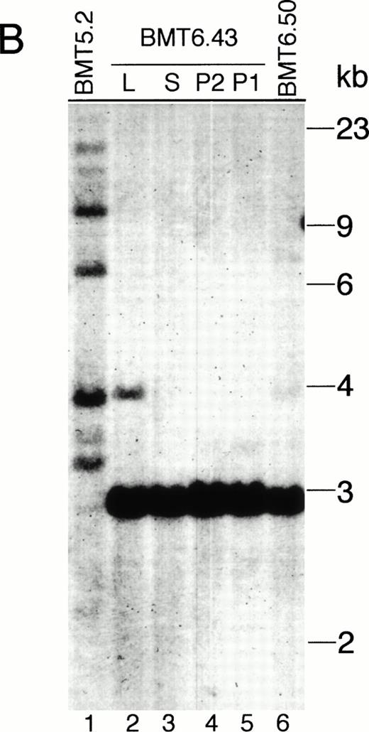 Fig. 5. Analysis of MSCV-bcr-abl/p210-IRES-gfp proviral integration in Bcr-Abl–BMT mice. The genomic DNA isolated from peripheral WBCs or tissues of the Bcr-Abl–BMT mice was analyzed by Southern blot with 32P-labeled IRES-gfp sequences (A, B, and D) or a 1.2-kb SgrAI-Bgl II fragment from the 3′ end of the human c-abl cDNA (C) as a probe. (A) Peripheral WBCs of 5 primary Bcr-Abl–BMT (lanes 1 through 5) and 7 secondary recipient mice (lanes 6 through 12) transplanted with bone marrow cells of BMT5.3 (lane 5). (B) Peripheral WBCs of the primary Bcr-Abl–BMT mouse, BMT 5.2 (lane 1), and its secondary recipients, BMT6.43 (lanes 4 and 5) and BMT6.50 (lane 6), and the liver (lane 2) and spleen (lane 3) of BMT6.43. (C) The filter from (B) was stripped and reprobed with 32P-labeled abl cDNA. (D) Peripheral blood, spleen, and liver of the primary Bcr-Abl–BMT mice 4.27 and 4.28. P, peripheral WBCs; P1 and P2 specify the peripheral WBCs taken from BMT6.43 in two different days; L, liver; S, spleen.