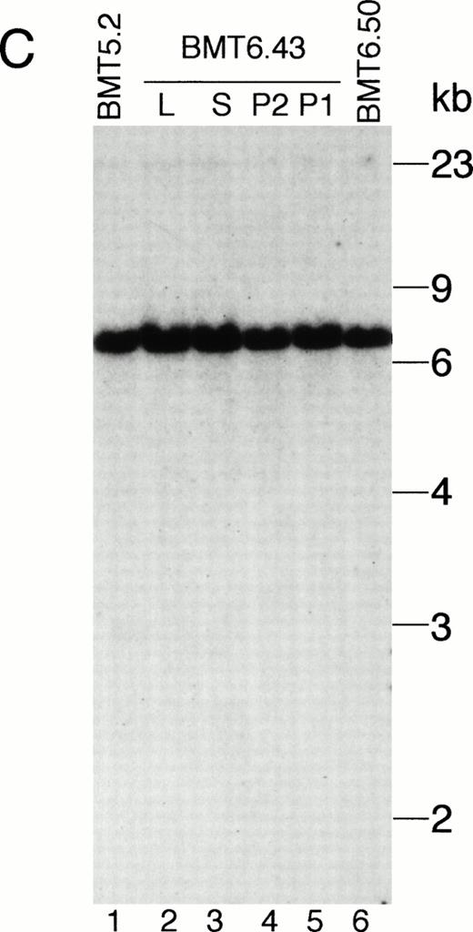 Fig. 5. Analysis of MSCV-bcr-abl/p210-IRES-gfp proviral integration in Bcr-Abl–BMT mice. The genomic DNA isolated from peripheral WBCs or tissues of the Bcr-Abl–BMT mice was analyzed by Southern blot with 32P-labeled IRES-gfp sequences (A, B, and D) or a 1.2-kb SgrAI-Bgl II fragment from the 3′ end of the human c-abl cDNA (C) as a probe. (A) Peripheral WBCs of 5 primary Bcr-Abl–BMT (lanes 1 through 5) and 7 secondary recipient mice (lanes 6 through 12) transplanted with bone marrow cells of BMT5.3 (lane 5). (B) Peripheral WBCs of the primary Bcr-Abl–BMT mouse, BMT 5.2 (lane 1), and its secondary recipients, BMT6.43 (lanes 4 and 5) and BMT6.50 (lane 6), and the liver (lane 2) and spleen (lane 3) of BMT6.43. (C) The filter from (B) was stripped and reprobed with 32P-labeled abl cDNA. (D) Peripheral blood, spleen, and liver of the primary Bcr-Abl–BMT mice 4.27 and 4.28. P, peripheral WBCs; P1 and P2 specify the peripheral WBCs taken from BMT6.43 in two different days; L, liver; S, spleen.