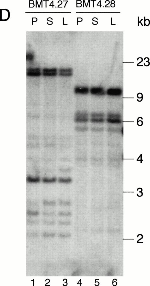 Fig. 5. Analysis of MSCV-bcr-abl/p210-IRES-gfp proviral integration in Bcr-Abl–BMT mice. The genomic DNA isolated from peripheral WBCs or tissues of the Bcr-Abl–BMT mice was analyzed by Southern blot with 32P-labeled IRES-gfp sequences (A, B, and D) or a 1.2-kb SgrAI-Bgl II fragment from the 3′ end of the human c-abl cDNA (C) as a probe. (A) Peripheral WBCs of 5 primary Bcr-Abl–BMT (lanes 1 through 5) and 7 secondary recipient mice (lanes 6 through 12) transplanted with bone marrow cells of BMT5.3 (lane 5). (B) Peripheral WBCs of the primary Bcr-Abl–BMT mouse, BMT 5.2 (lane 1), and its secondary recipients, BMT6.43 (lanes 4 and 5) and BMT6.50 (lane 6), and the liver (lane 2) and spleen (lane 3) of BMT6.43. (C) The filter from (B) was stripped and reprobed with 32P-labeled abl cDNA. (D) Peripheral blood, spleen, and liver of the primary Bcr-Abl–BMT mice 4.27 and 4.28. P, peripheral WBCs; P1 and P2 specify the peripheral WBCs taken from BMT6.43 in two different days; L, liver; S, spleen.