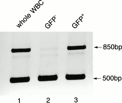Fig. 7. Detection of gfp in the genomic DNA of the peripheral WBCs from a Bcr-Abl–BMT mouse with the myeloproliferative disorder. Genomic DNA isolated from the unsorted WBCs (lane 1) and sorted GFP-negative (lane 2) and GFP-positive (lane 3) cells was subjected to PCR analysis using a mixture of primers that amplify the gfpgene (850 bp) and intron-3 of the mouse c-abl gene (500 bp). The amplified c-abl product was used as an internal positive control for the genomic DNA PCR.
