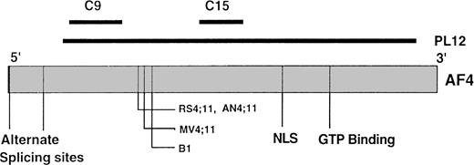 Fig. 1. Schematic representation of predicted AF4 gene structure. The relative location and size of C9, C15, and PL12 as compared with AF4 gene are shown as dark lines; alternate splicing sites, breakpoints of t(4;11) translocations, nuclear localization sequences (NSL), and GTP binding motifs of AF4 are indicated. The figure was constructed based on the data from Morrissey et al,2 Frestedt et al,9 Tkachuk et al,11 and Hilden et al.22