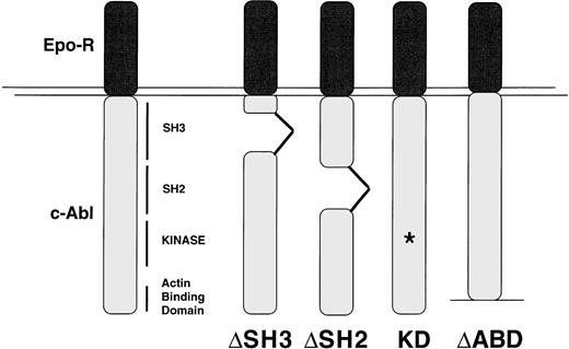 Fig. 1. Structures of the mutant EPO R/ABL chimeric proteins. The EPO R/ABL constructs used in this study are summarized. ▵ABD, actin-binding domain (c-terminal 167 amino acids) deletion; ▵SH2, Src-homology domain 2 deletion; ▵SH3, Src-homology domain 3 deletion; KD, kinase dead has a point mutation at K290M. The location of the chimeric receptor proteins is indicated by an arrow.
