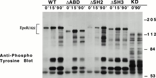 Fig. 2. Time course of ABL kinase activation in transfected Ba/F3 cell lines. The indicated cell lines were stimulated with EPO (2 U/mL) for 0, 15, and 90 minutes. Proteins phosphorylated on tyrosine were visualized by antiphosphotyrosine immunoblotting using 4G10. The location of the chimeric receptor proteins is indicated by a bracket.