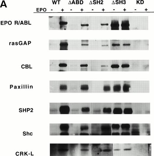 Fig. 3. Tyrosine phosphorylation of signaling proteins in Ba/F3 cells induced by EPO. (A) The indicated cell lines were IL-3 deprived for 6 hours and stimulated with medium alone or EPO (2 U/mL) for 30 minutes. Cell lysates were immunoprecipitated with antibodies as indicated, followed by antiphosphotyrosine immunoblotting with 4G10. (B) Ba/F3 cells expressing EPO R/ABL full length or EPO R/ABL ▵ABD chimeric receptors were IL-3 deprived and stimulated with EPO (2 U/mL) for 0 to 90 minutes. Lysates were immunoprecipitated with antipaxillin (upper two panels) or anti-CRKL (lower panel), followed by immunoblotting as shown. (C) In a similar experiment, lysates were subjected to immunoprecipitation with anti-EPO receptor antibody, followed by sequential immunoblotting with anti-ABL and anti-paxillin.